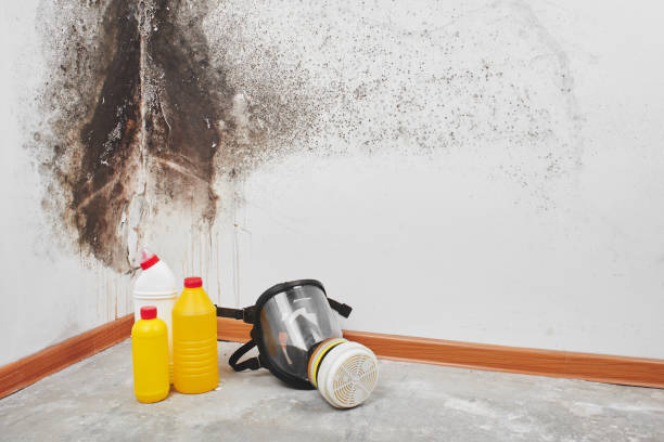 Best Fast Mold Removal  in St Paul, MN