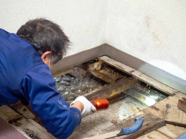 Best Certified Mold Removal  in St Paul, MN