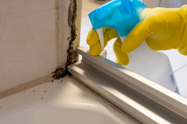Best Emergency Mold Removal  in St Paul, MN