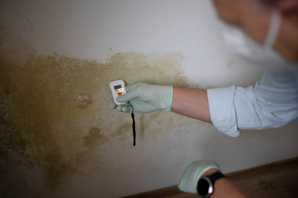 Best Residential Mold Removal  in St Paul, MN