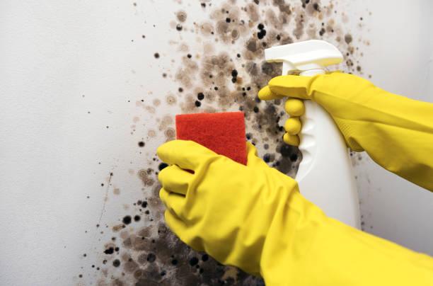 Best Emergency Mold Removal  in St Paul, MN