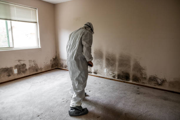 Trusted St Paul, MN Mold Removal Experts