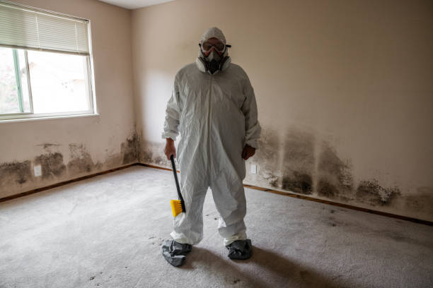 Mold Removal Process in St Paul, MN
