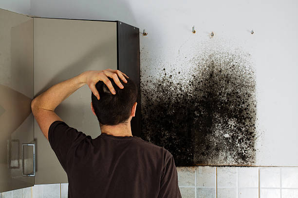 Best Toxic Mold Removal  in St Paul, MN
