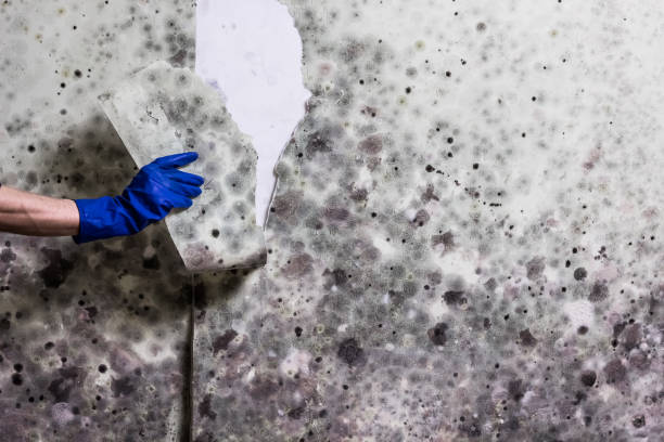 Mold Removal and Inspection in St Paul, MN