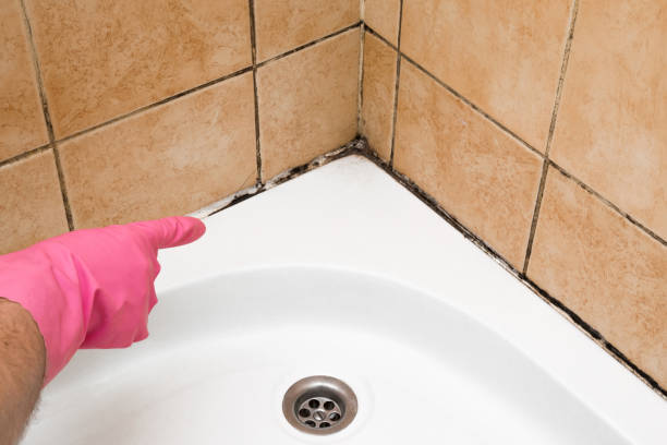 Best Same-Day Mold Removal  in St Paul, MN